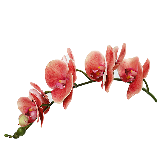 コチョウラン　ピンク