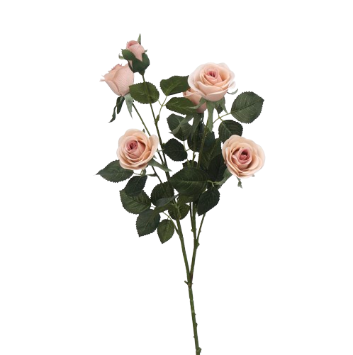 バラ　オレンジ