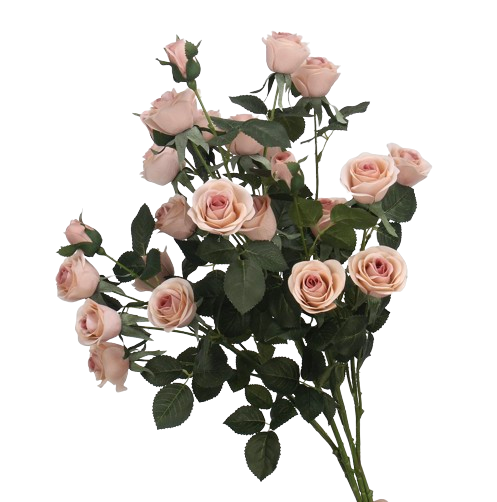 バラ　オレンジ