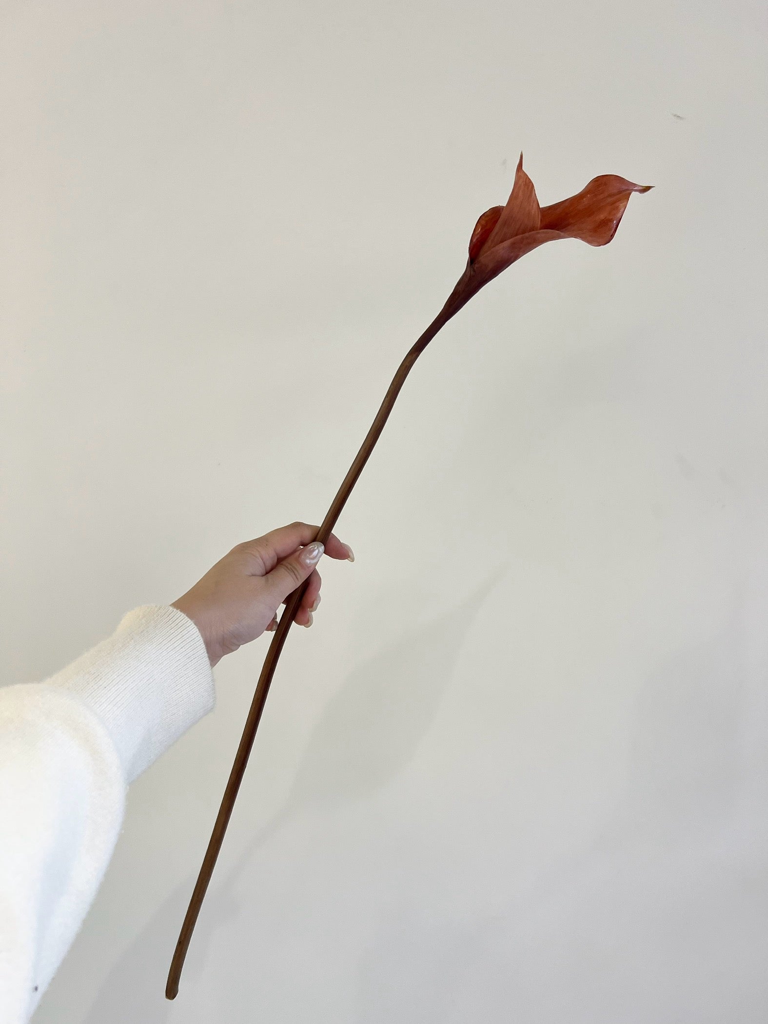 カラーリリィ　ブラウン