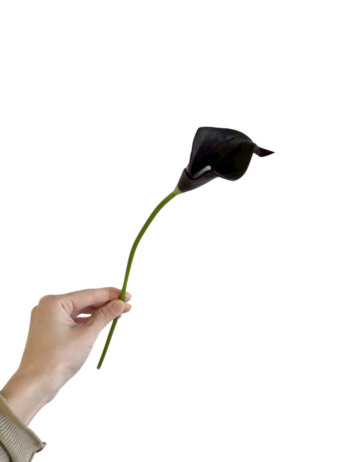 カラーリリィ　ブラック