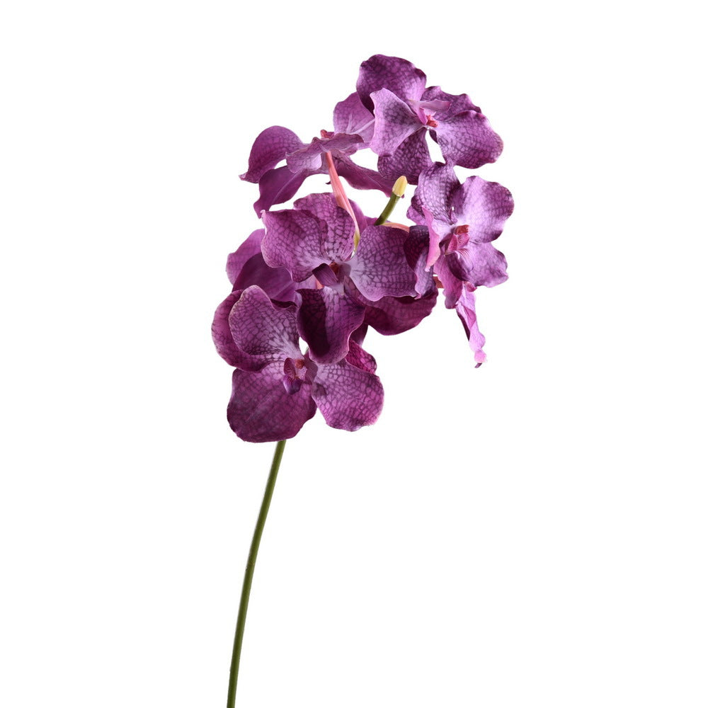 バンダ　パープル