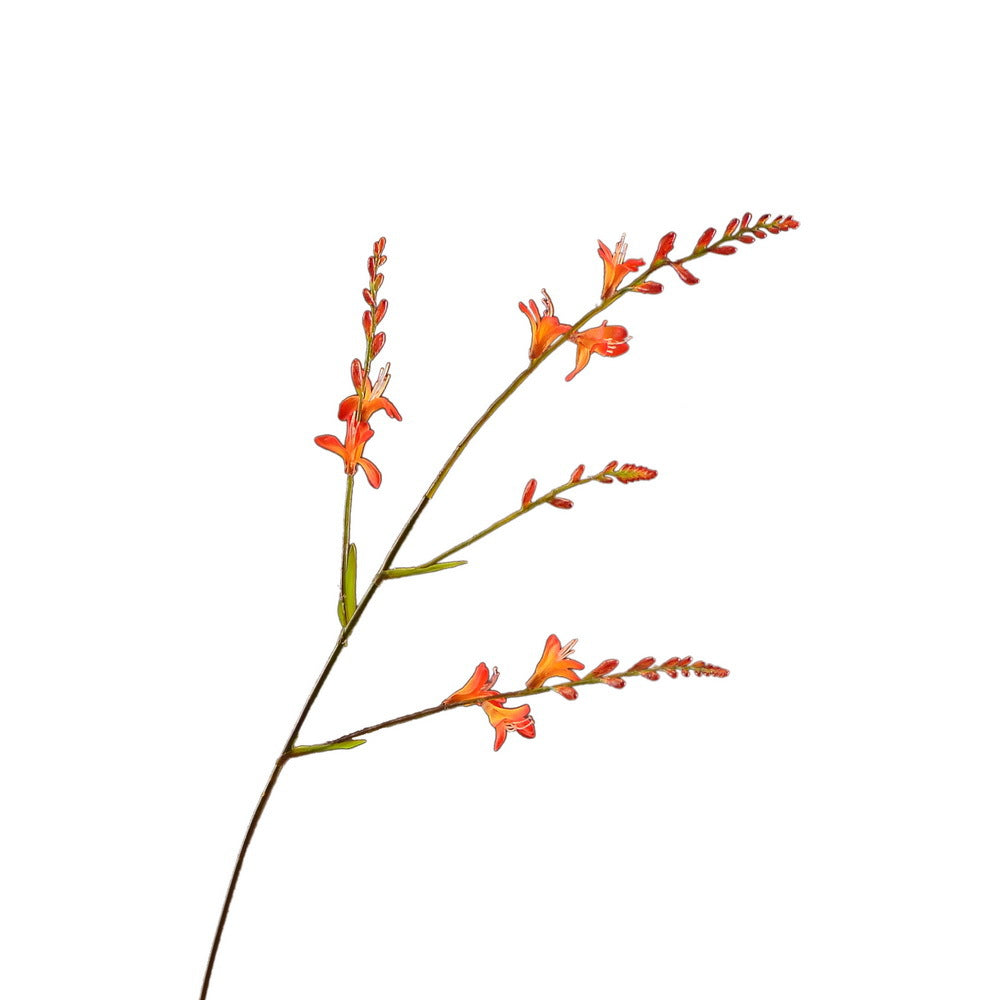 ヒメヒオウギズイセン　オレンジ