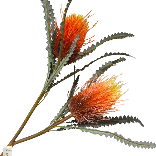 バンクシア　オレンジ