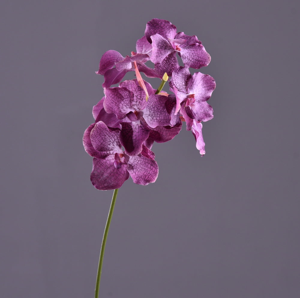 バンダ　パープル