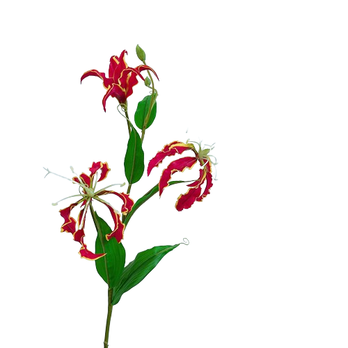 グロリオサ　レッド